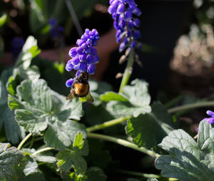 Close-up of bee pollinating on purple flower