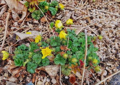 High angle view of yellow flowers growing on field