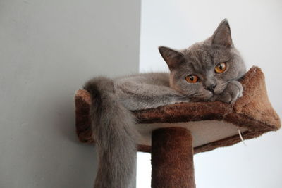 Close-up portrait of cat sitting against wall