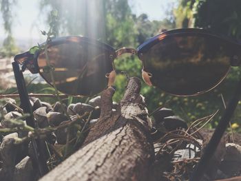 Close-up of sunglasses on plant