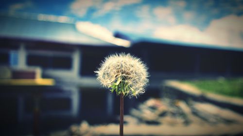 Close-up of flower against sky