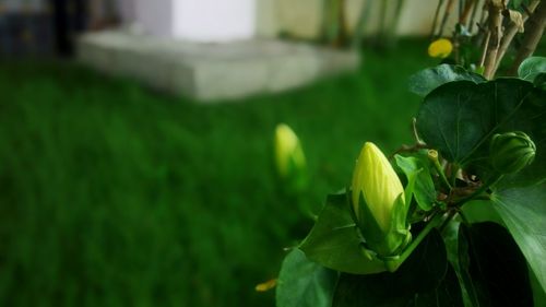 Close-up of plant