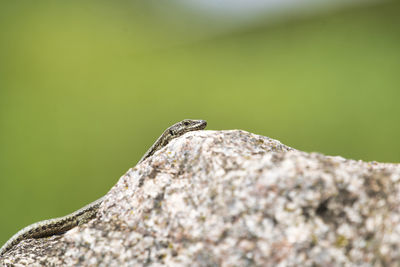 Close-up of lizard on rock