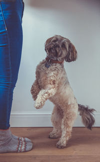 A furry and cute pet dog standing on it's rear legs and posing at its lady owner's feet indoors.