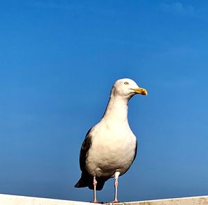 Seagull perching on a bird against clear sky