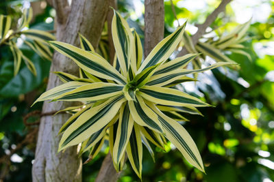 Close-up of fresh green plant growing outdoors