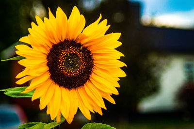 Close-up of yellow sunflower