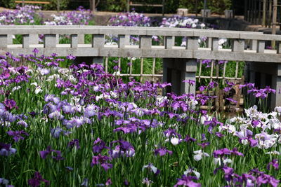 Purple flowering plants in garden