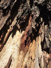 Close-up of tree trunk