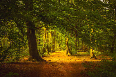 Trees in forest