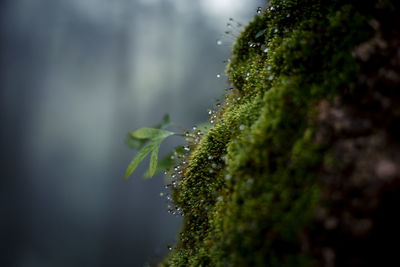 Close-up of plant