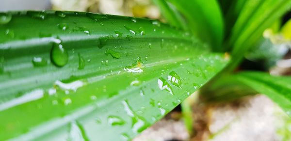 Green leaf