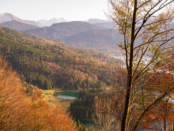 Scenic view of lake in forest during autumn