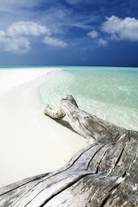 Scenic view of driftwood on beach against sky