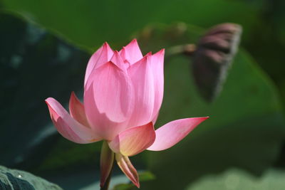 Close-up of pink lotus in pond