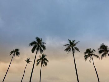 Low angle view of palm trees against sky