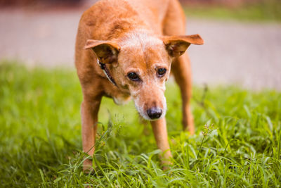 Portrait of dog on field