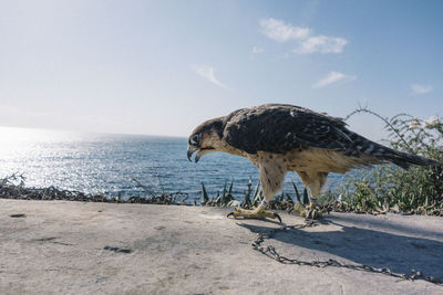 Close-up of bird by sea against sky