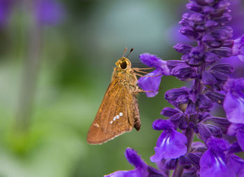 Close-up of butterfly pollinating on purple flower