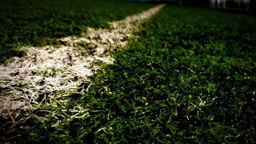 Close-up of grass on field