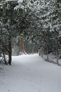 Trees on snow covered field