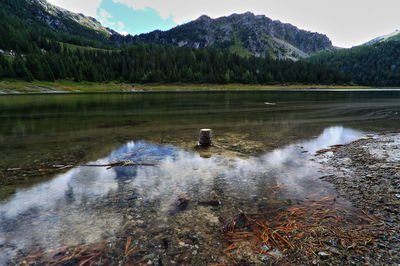 Scenic view of lake in forest