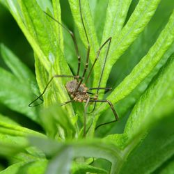 Close-up of insect on leaf