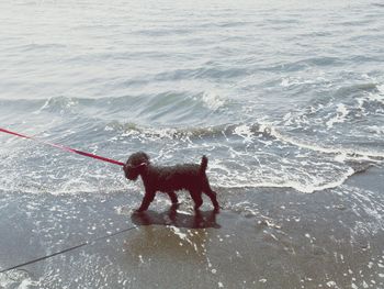 Dog on beach