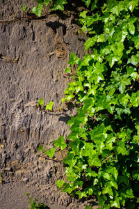 Close-up of ivy growing on tree trunk