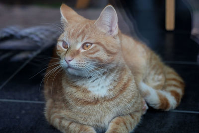 Close-up of a cat looking away