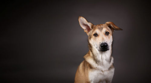 Close-up portrait of a dog over black background