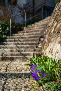 Close-up of flowering plant on footpath