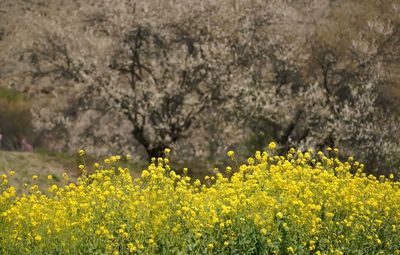 Yellow flowering plants on field