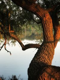 Reflection of tree in lake against sky