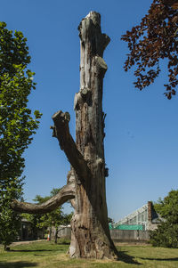 Low angle view of tree trunk against clear sky