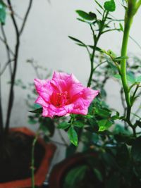 Close-up of pink flower blooming outdoors