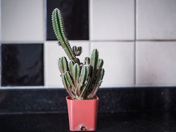 Close-up of potted cactus plant against window