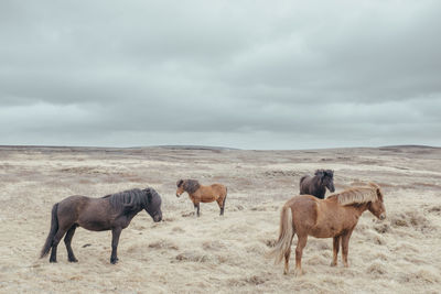 Horses in a field