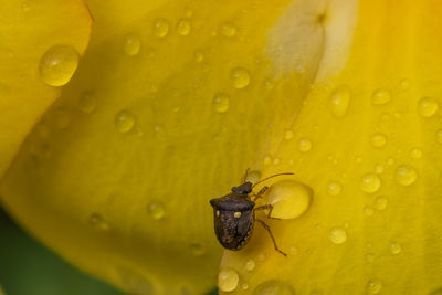 Close-up of raindrops and insect on yellow flower