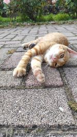 Cat lying on the road