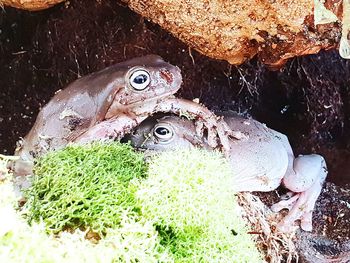 High angle view of fish on field