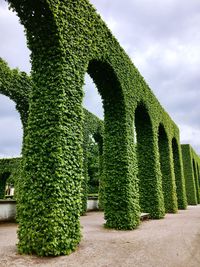 Plants growing in park against sky