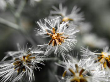 Close-up of dandelion