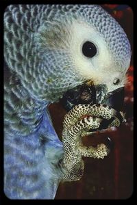 Close-up of lizard on white surface