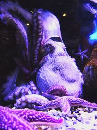 Close-up of fish swimming in aquarium