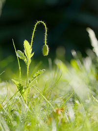 Close-up of plant growing on field