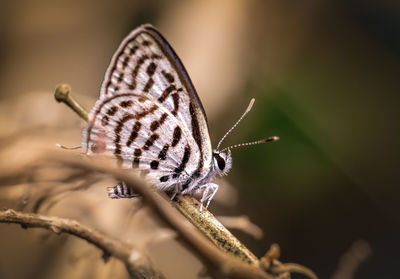 Close-up of butterfly