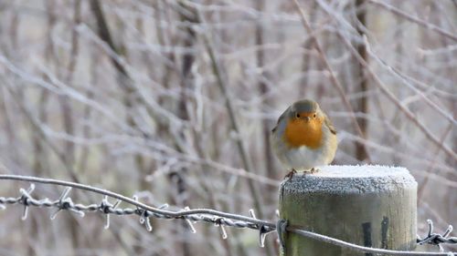 Close-up of bird perching on branch