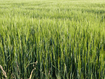 Full frame shot of crops on field