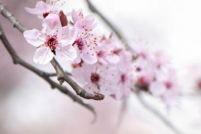 Close-up of cherry blossoms in spring